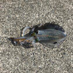 エギング行って来ました