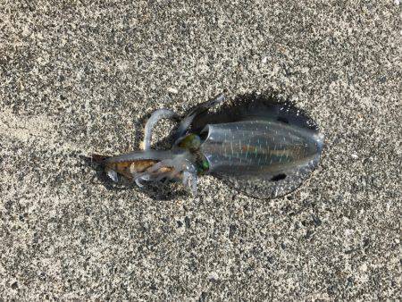 エギング行って来ました