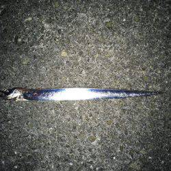 今年初タチウオ釣行