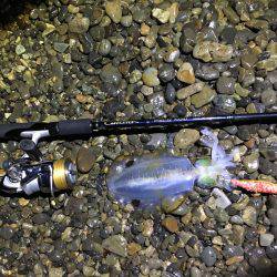 ニューロッドでアオリ他