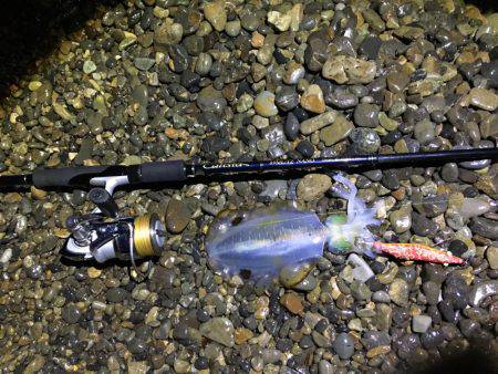 ニューロッドでアオリ他