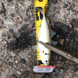 久しぶりの柴山港アジング