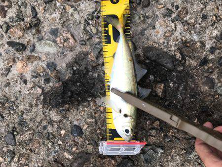 久しぶりの柴山港アジング