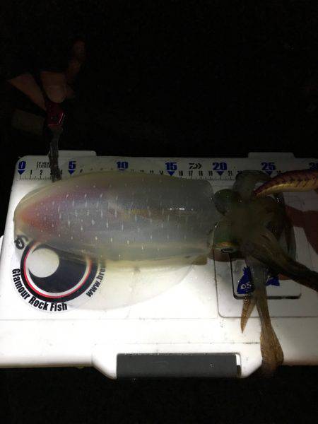 ナイスサイズ！