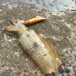 少しづつ成長中！