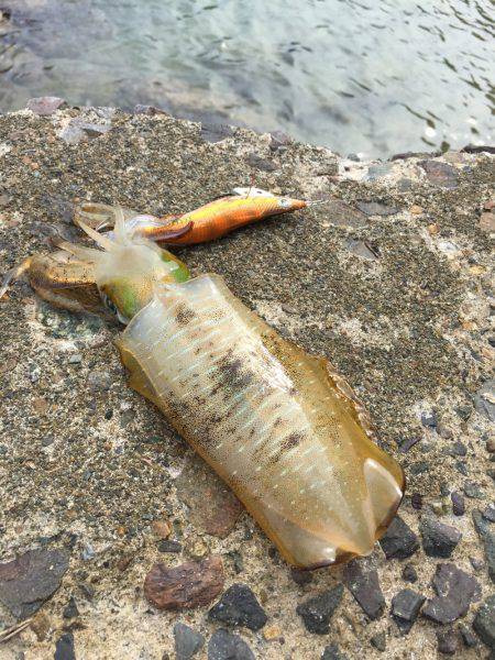 少しづつ成長中！