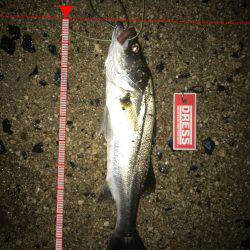 朝明川河口ナイトゲーム