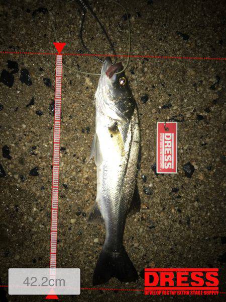 朝明川河口ナイトゲーム