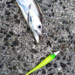 タチウオ炙り♪