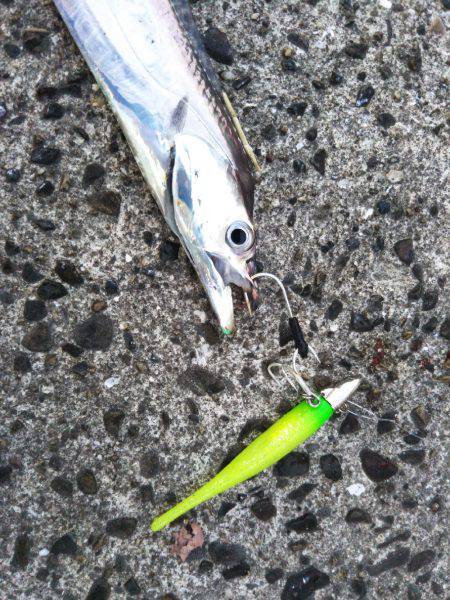 タチウオ炙り♪