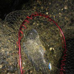 秋パターン突入(*･ω･)ﾉ