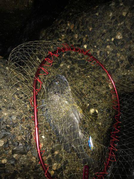 秋パターン突入(*･ω･)ﾉ