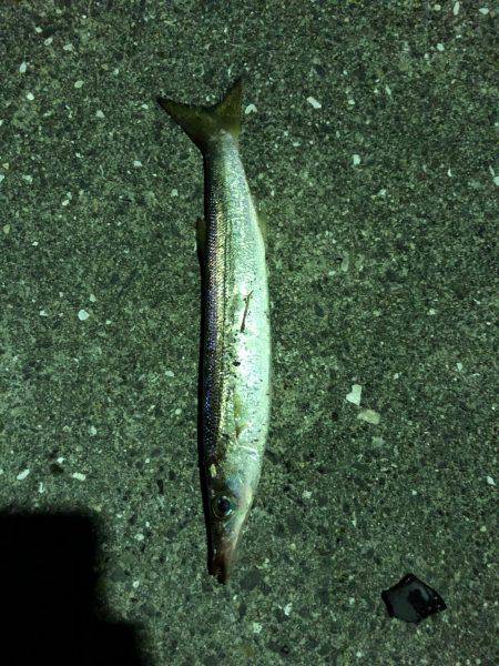 久々の釣りで、、、♪