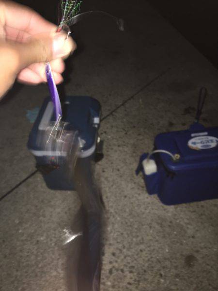 タチウオ喰いが良い