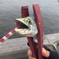 タチウオそろそろ入りましたか