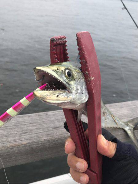 タチウオそろそろ入りましたか