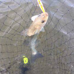 四日市河川 ウェーディング