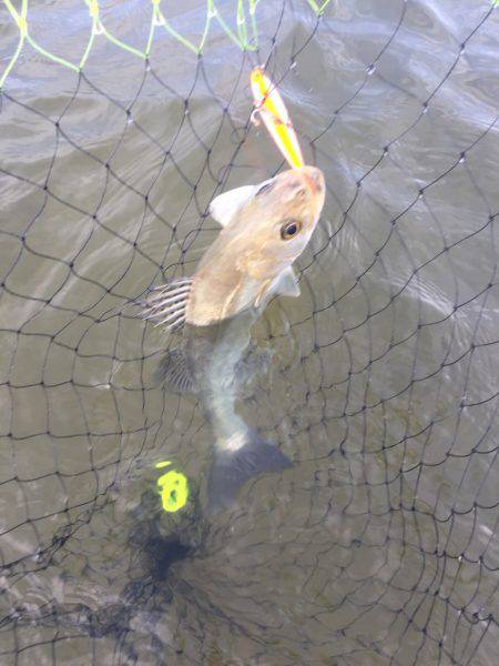 四日市河川 ウェーディング