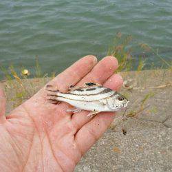 子どもとハゼ釣り。