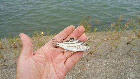 子どもとハゼ釣り。