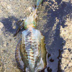 あおり〜〜いか(^^)