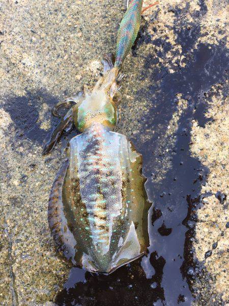 あおり〜〜いか(^^)