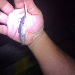 ゲキ渋、そしてバラし