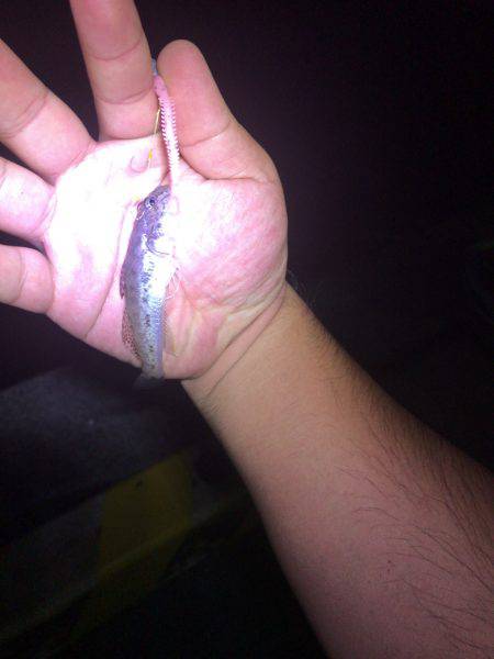 ゲキ渋、そしてバラし