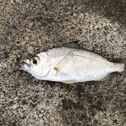 まさに五目釣り！