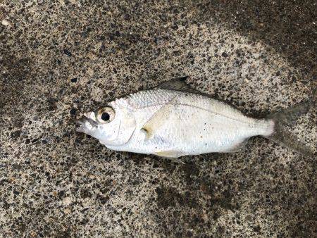 まさに五目釣り！