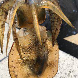 アオリと青色のん