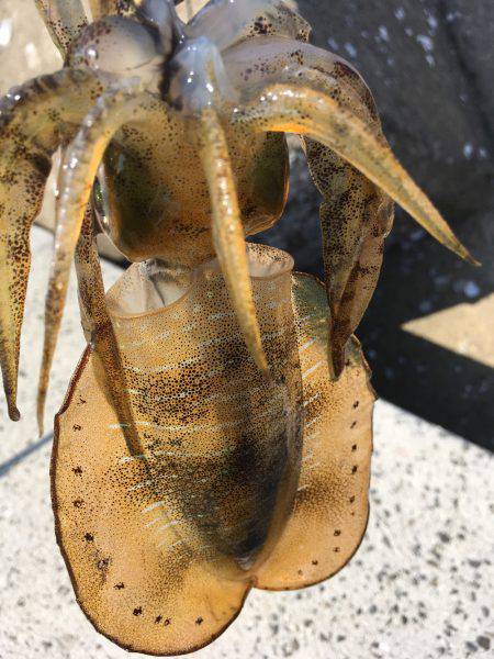 アオリと青色のん