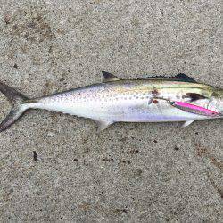 サゴシ高活性！