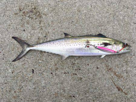 サゴシ高活性！