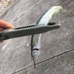 ショアジギで小物