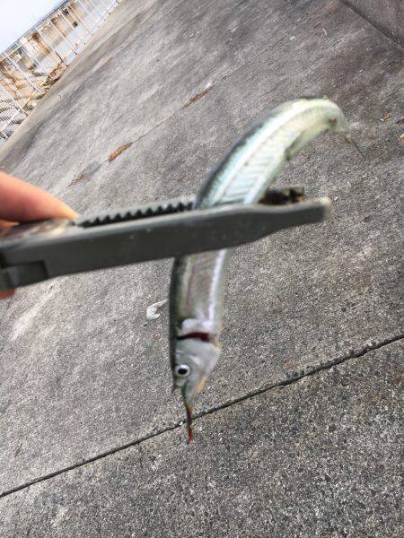 ショアジギで小物