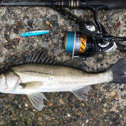 シーバスぼちぼち