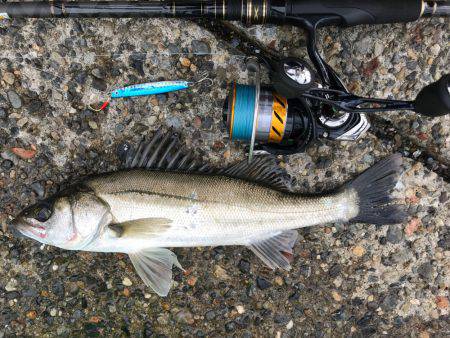 シーバスぼちぼち