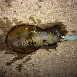 大きさはバラバラ