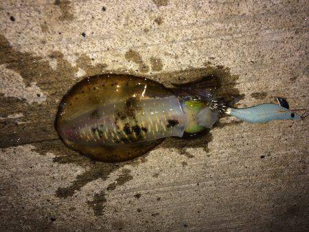 大きさはバラバラ