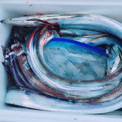 人生初タチウオ