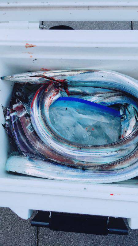 人生初タチウオ