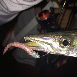 秋のルアー五目