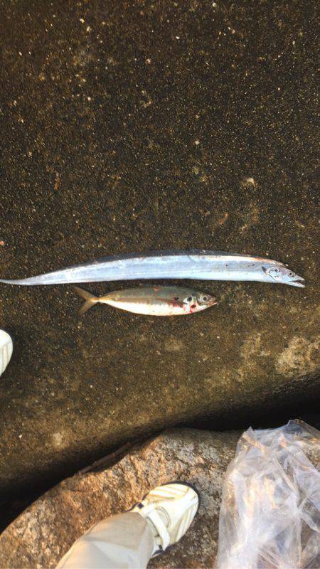 初サゴシ！そして、でかアジ！