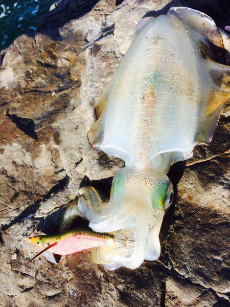 当たり日でした。