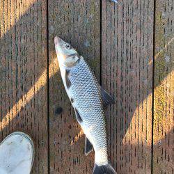 ライトジギング