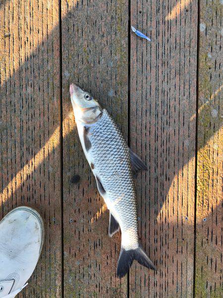 ライトジギング