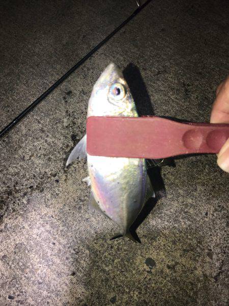 久しぶりにアジング