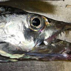 中林でタチウオ