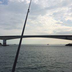 ゴンズイが沢山